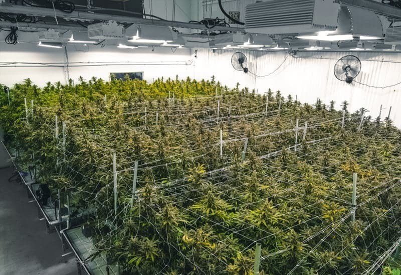 Interior of a Prefab Agricultural Cannabis grow-ops Steel Building System with food-grade insulated metal panel system for clean-room