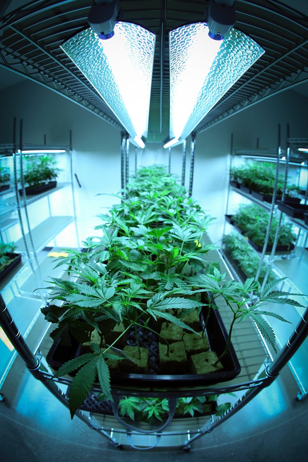 Cannabis Building with Lights Installed