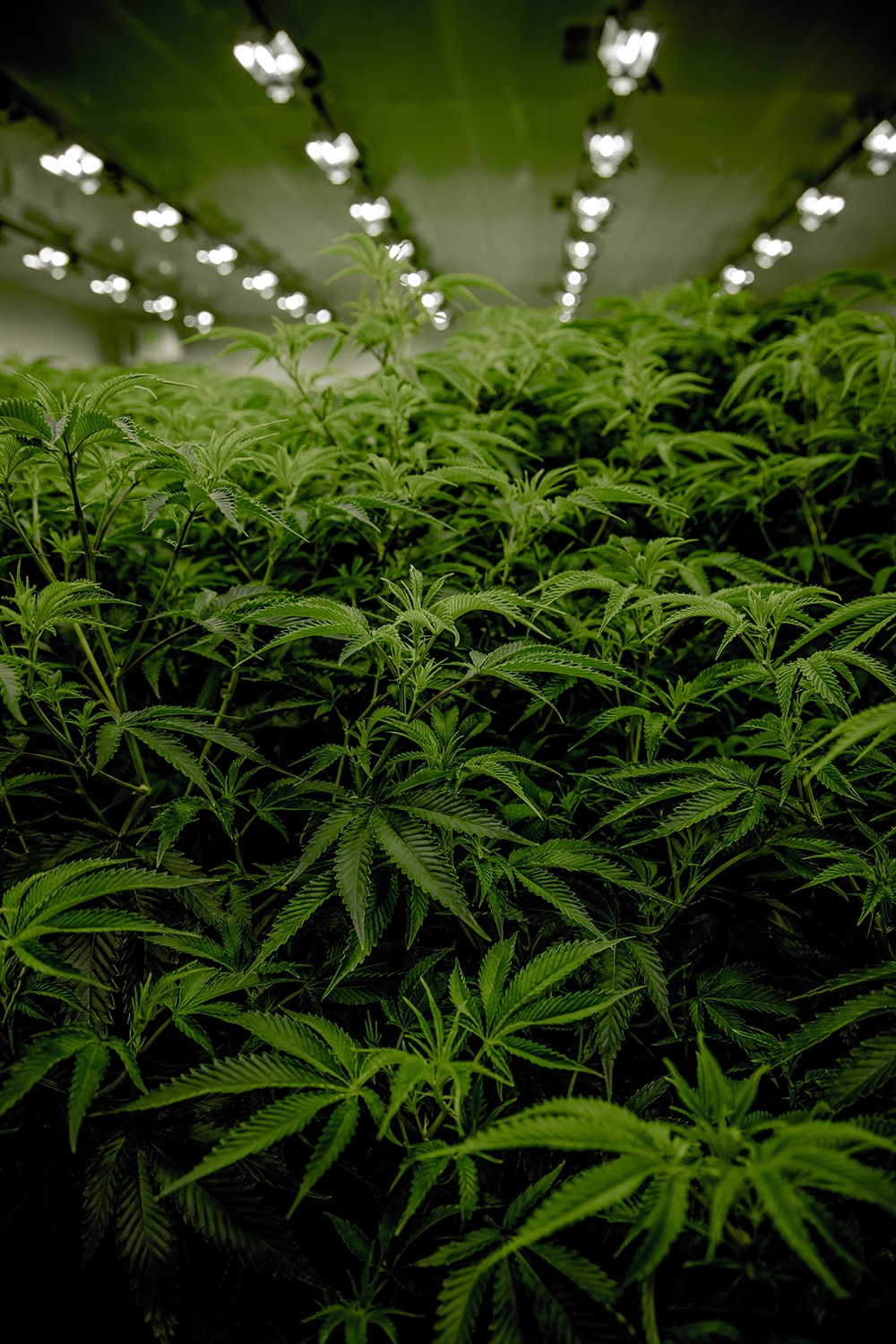 Cannabis Building Interior